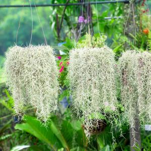 チランジア・ウスネオイデス (Tillandsia usneoides) - PictureThis