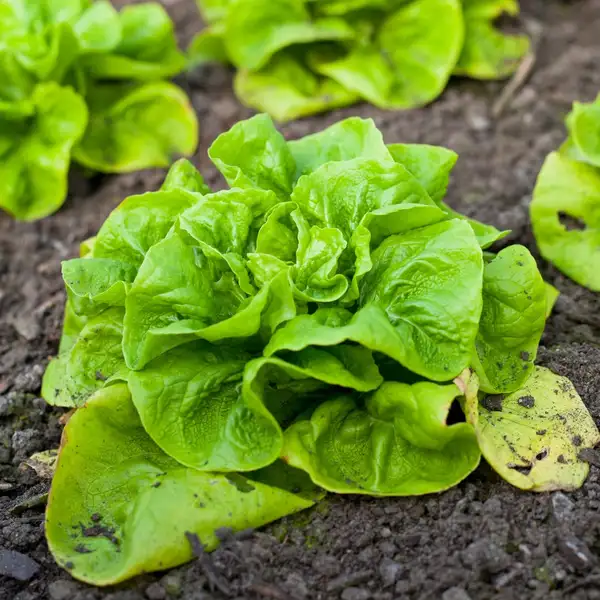 レタス Lactuca Sativa 花言葉 毒性 よくある質問 Picturethis レタス Lactuca Sativa 花言葉 毒性 よくある質問 Picturethis