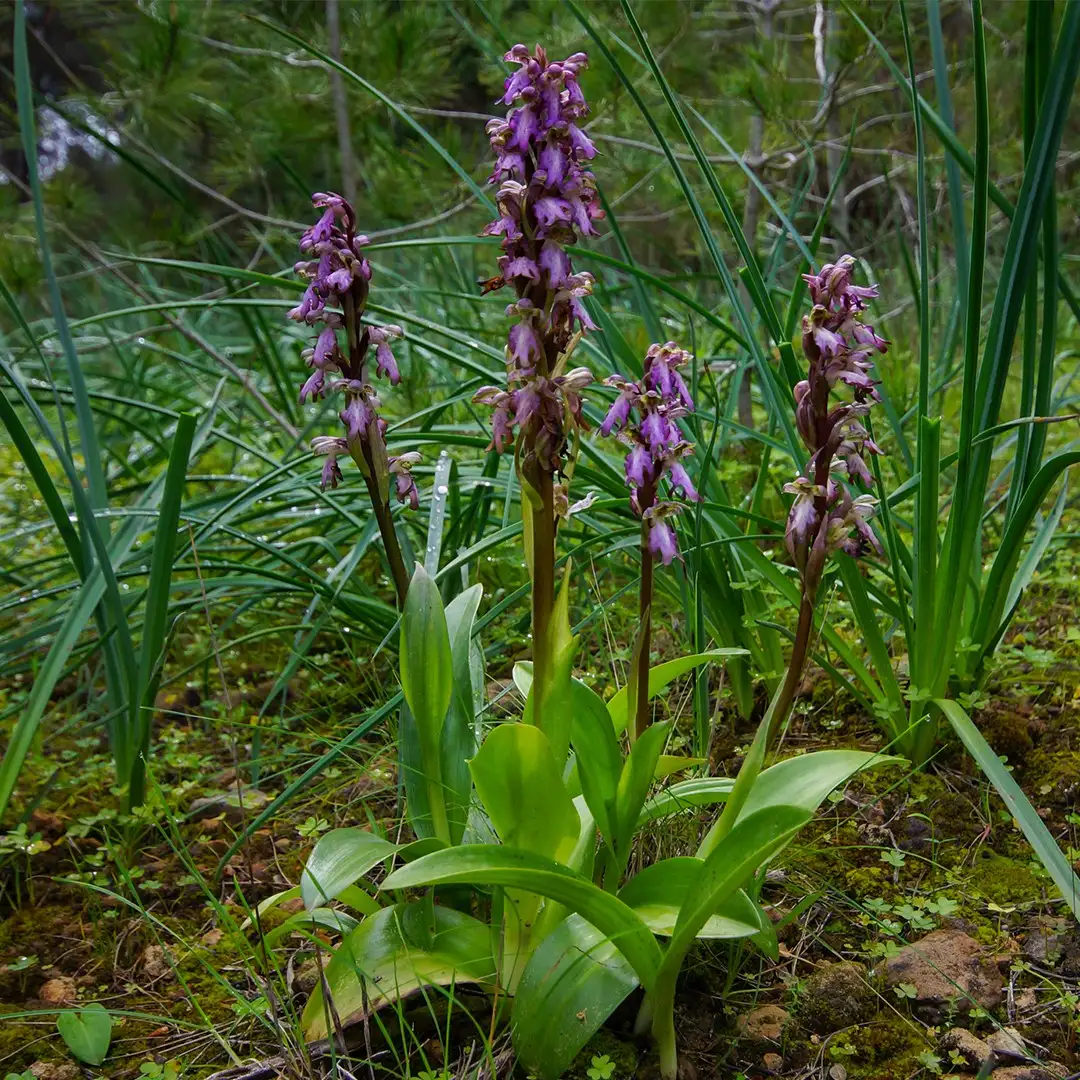 Innaffiare orchidea - orchidee - come annaffiare una pianta di orchidea