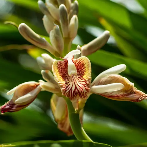 Cardamome (Elettaria cardamomum), aromatique indienne majeure : plantation,  culture