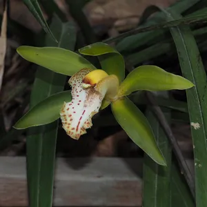 シンビジウム・フッケリナム (Cymbidium hookerianum) - PictureThis