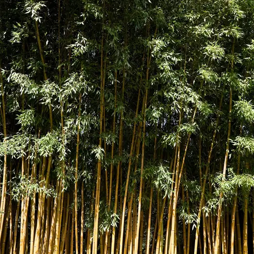 Sulphur bamboo