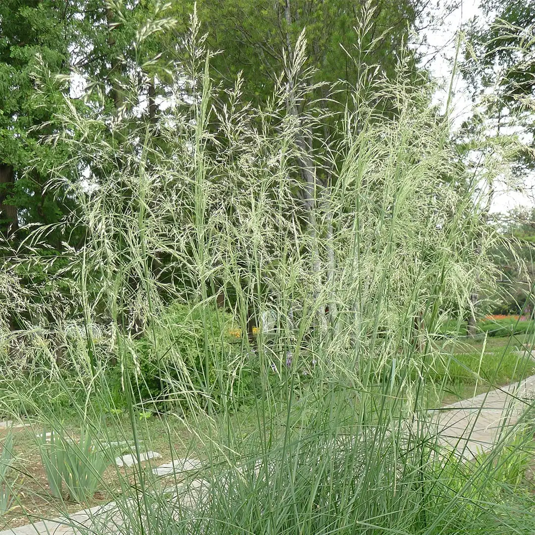grass Leaf, (Stipa Flower, splendens) PictureThis - Care, Uses Chee