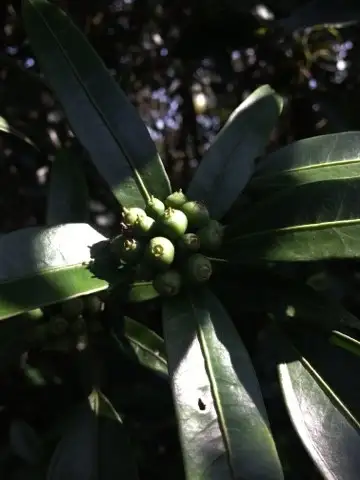 カクレミノ属 Dendropanax 花言葉 毒性 よくある質問 Picturethis カクレミノ属 Dendropanax 花言葉 毒性 よくある質問 Picturethis