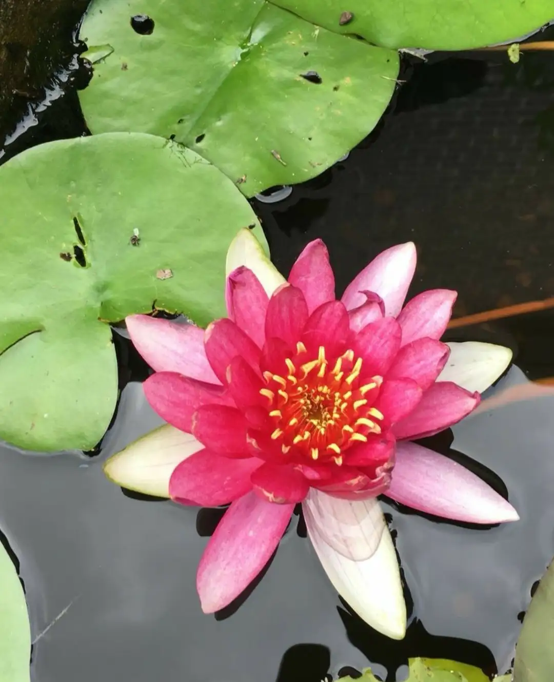 Nymphaea Escarboucle 照顧 種植 繁殖 開花時間 Picturethis