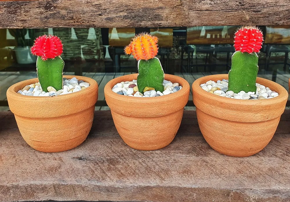 Moon Cactus