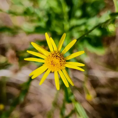 Pinnate-leaved ragwort