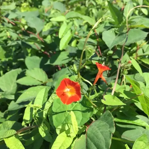 イポモエア ルブリフロラ Ipomoea Rubriflora 花言葉 毒性 よくある質問 Picturethis