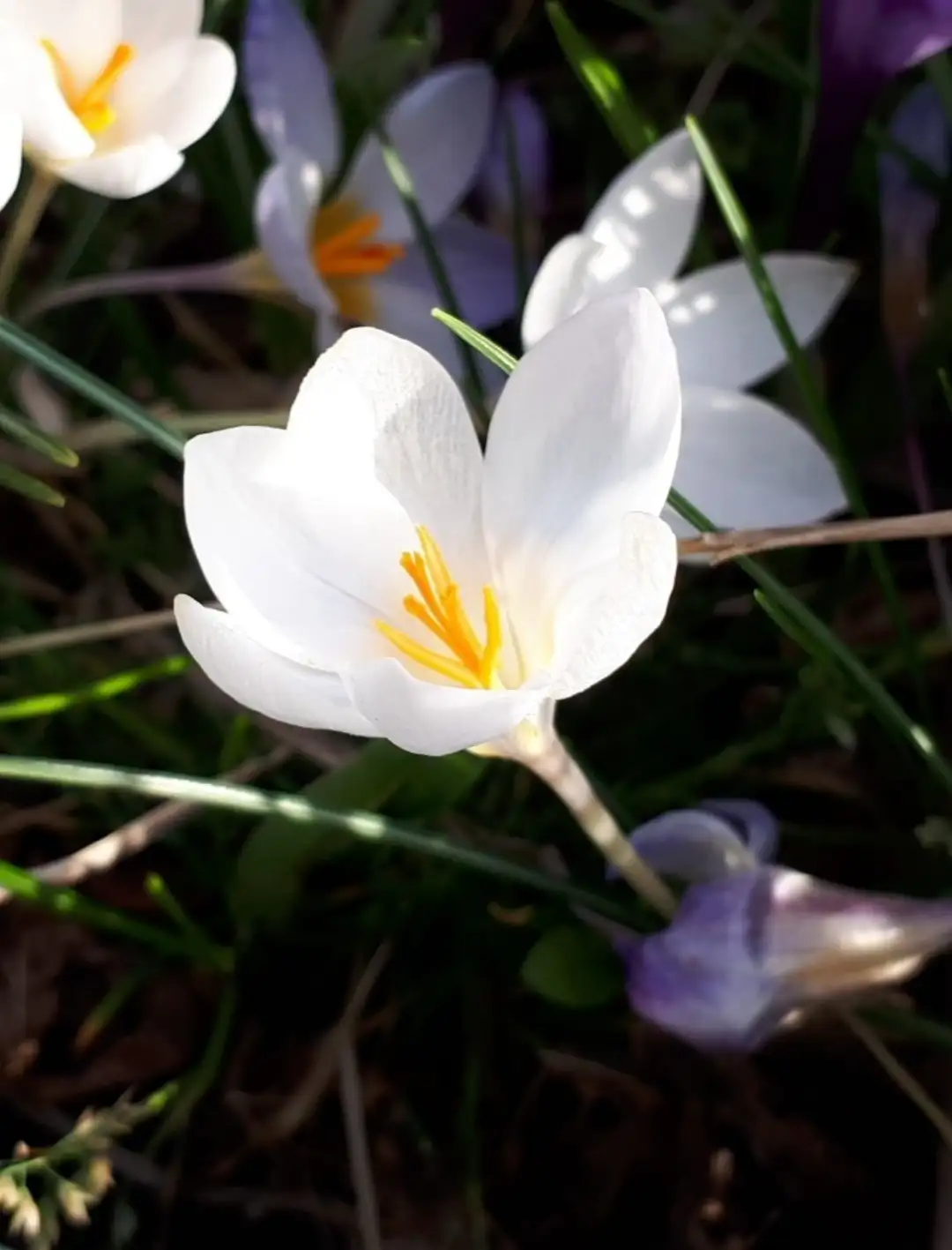 サフラン属 Crocus 花言葉 毒性 よくある質問 Picturethis