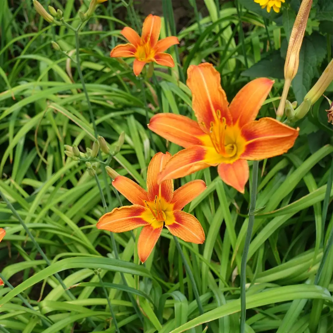 Лилейник буро-жёлтый (Hemerocallis fulva) - PictureThis