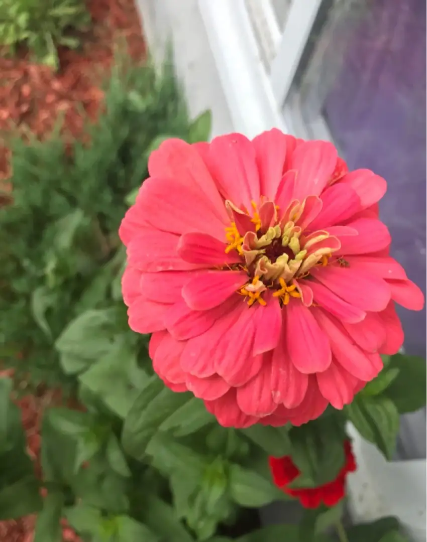 Common Zinnia Magellan Coral Zinnia Elegans Magellan Coral Flower Leaf Care Uses Picturethis