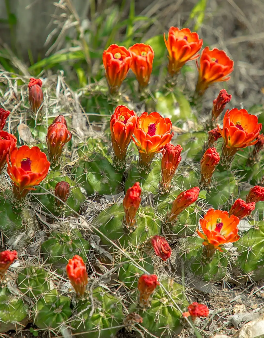 Echinocereus Triglochidiatus 照顧 種植 繁殖 開花時間 Picturethis
