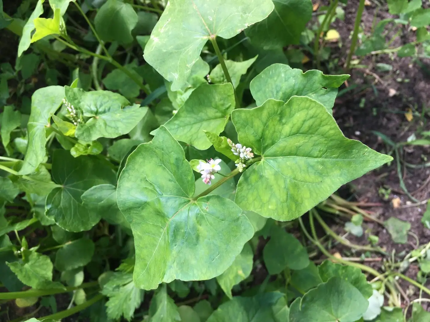 ソバ属 Fagopyrum 花言葉 毒性 よくある質問 Picturethis ソバ属 Fagopyrum 花言葉 毒性 よくある質問 Picturethis