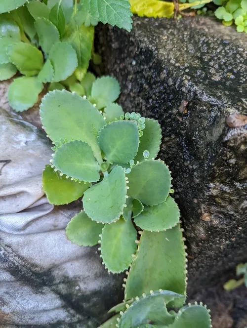 コダカラソウ（子宝草） (Kalanchoe laetivirens) - PictureThis