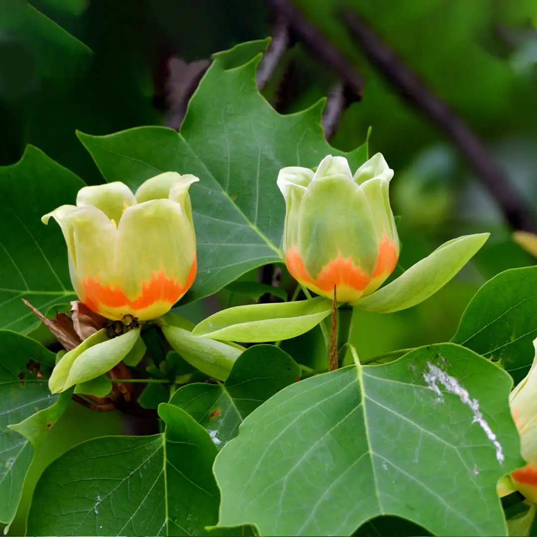 ユリノキ属 Liriodendron 花言葉 毒性 よくある質問 Picturethis