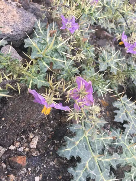 ホソバトゲトゲナスビ Solanum Virginianum 花言葉 毒性 よくある質問 Picturethis