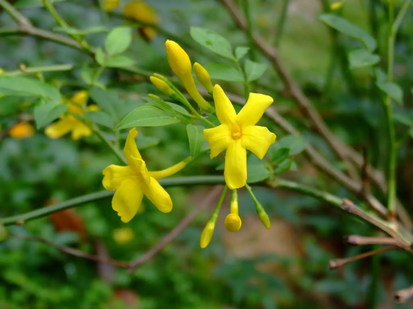 ソケイ属 Chrysojasminum 花言葉 毒性 よくある質問 Picturethis