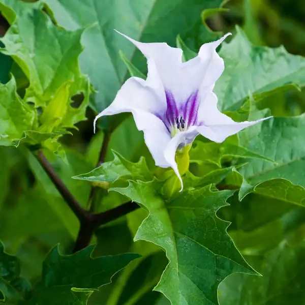 シロバナヨウシュチョウセンアサガオ 白花洋種朝鮮朝顔 Datura Stramonium 花言葉 毒性 よくある質問 Picturethis シロバナヨウシュチョウセンアサガオ 白花洋種朝鮮朝顔 Datura Stramonium 花言葉 毒性 よくある質問 Picturethis
