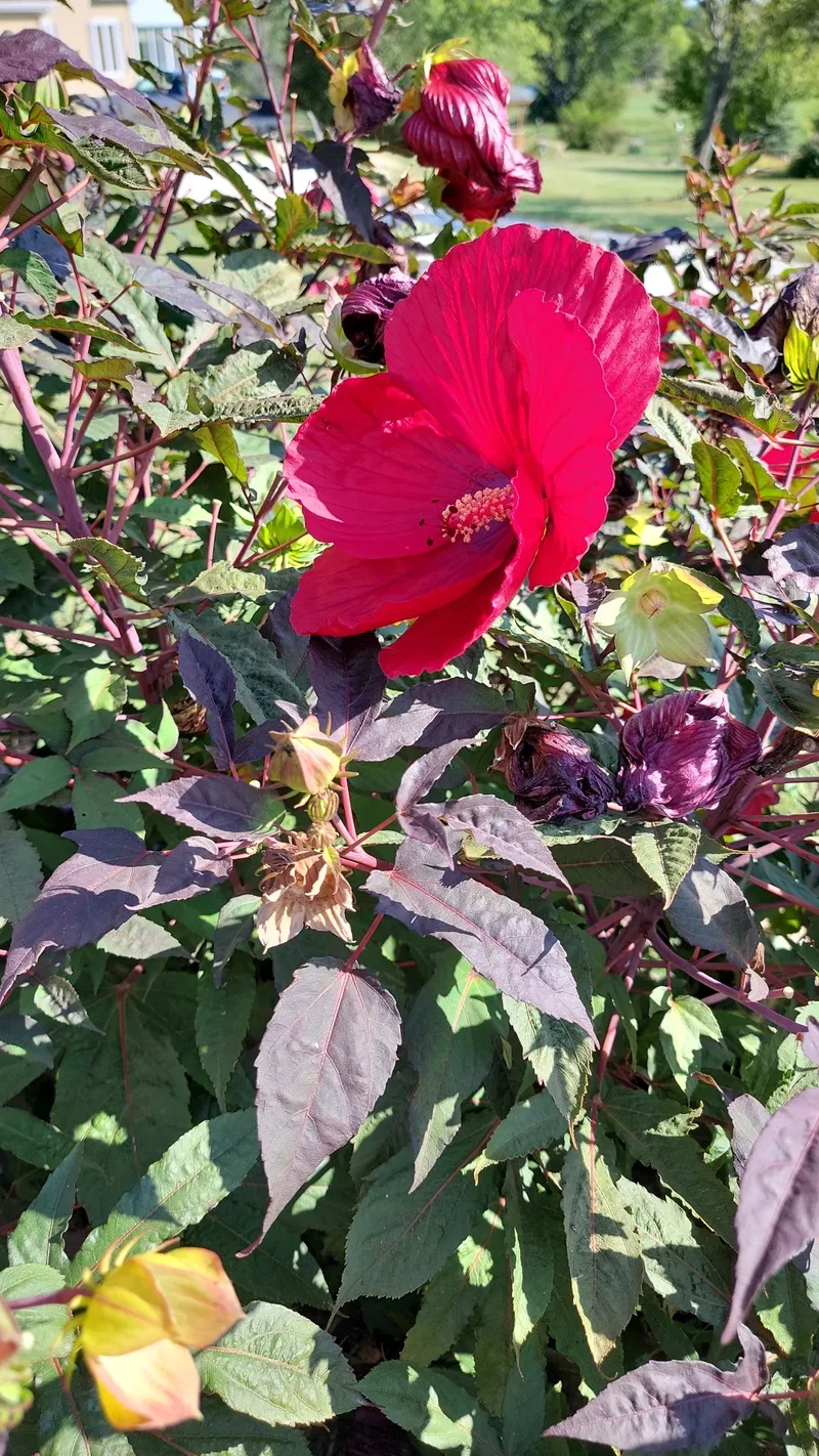 アメリカフヨウ(亜米利加芙蓉): 美しさと深い意味を持つ花言葉