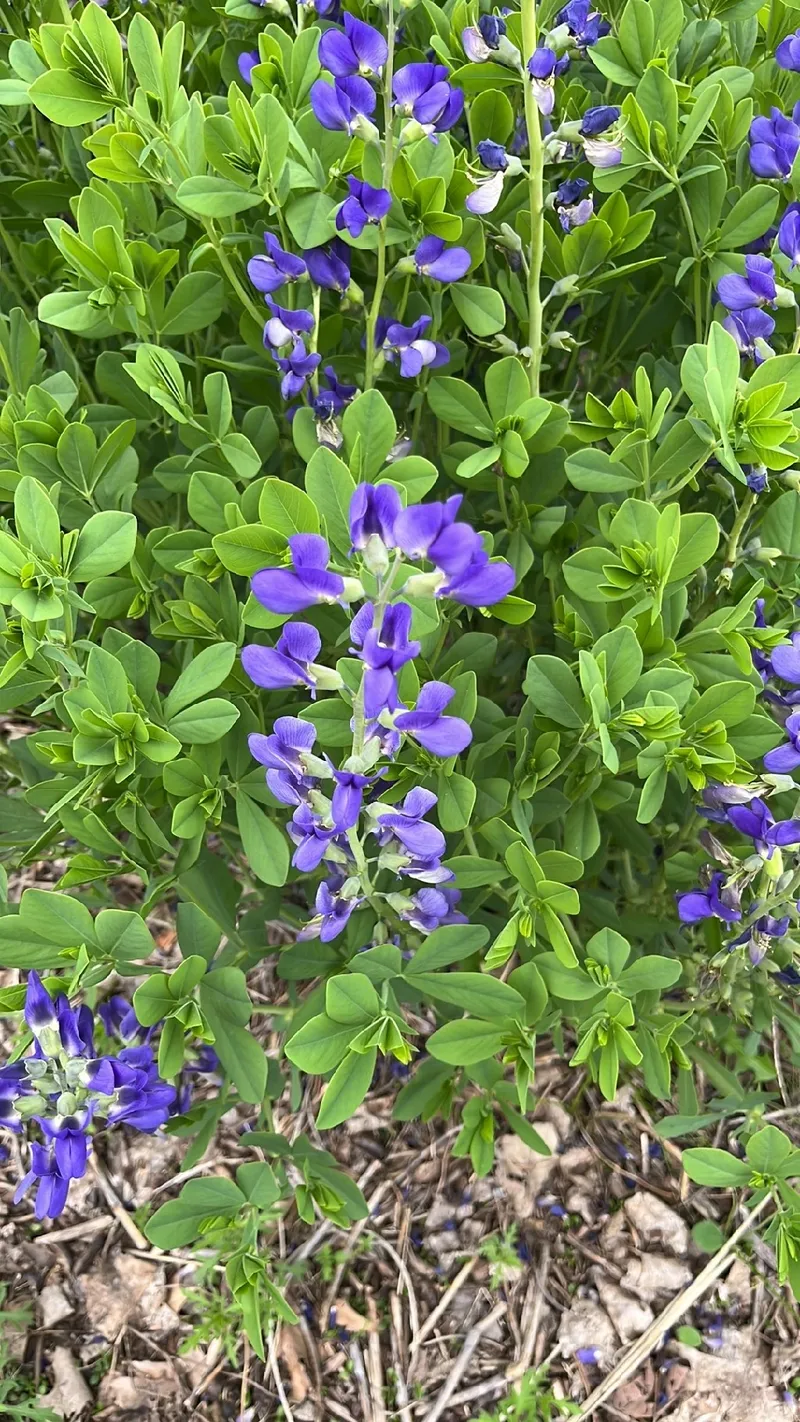 紫千代萩（ムラサキセンダイハギ）の花言葉とその奥深い意味とは？