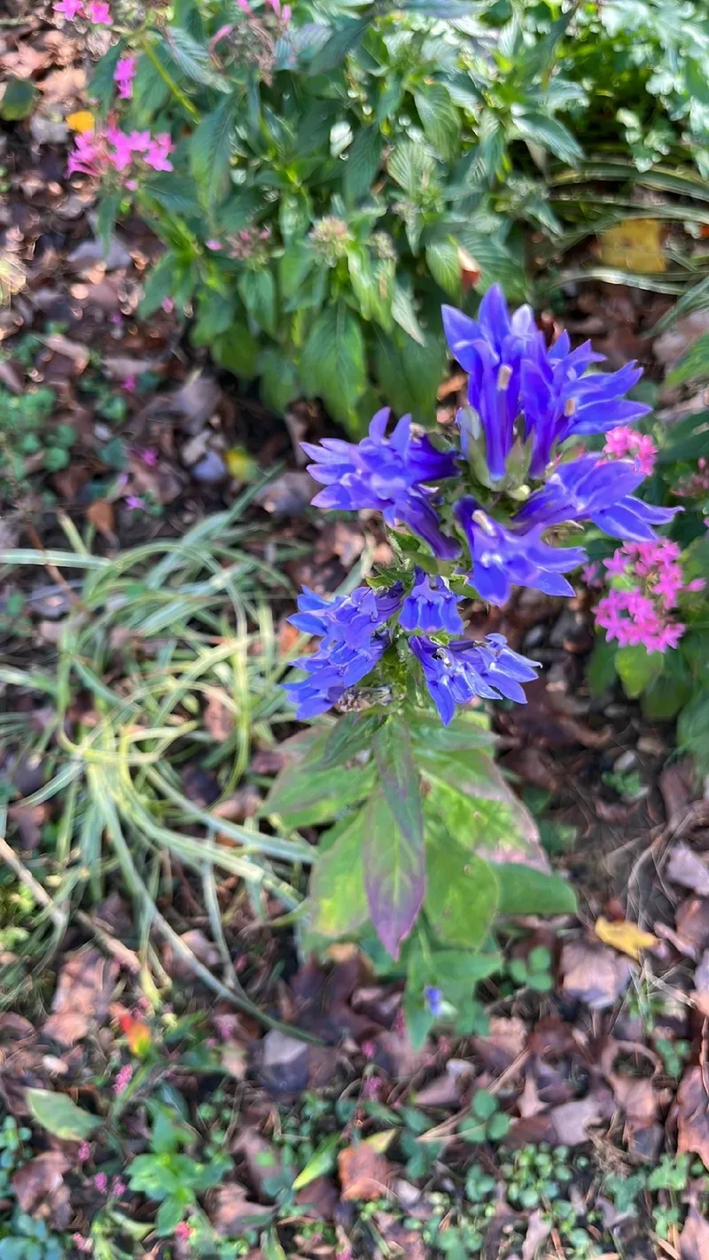 神秘的なオオロベリアソウ（大ロベリア草）の魅力と象徴的な花言葉