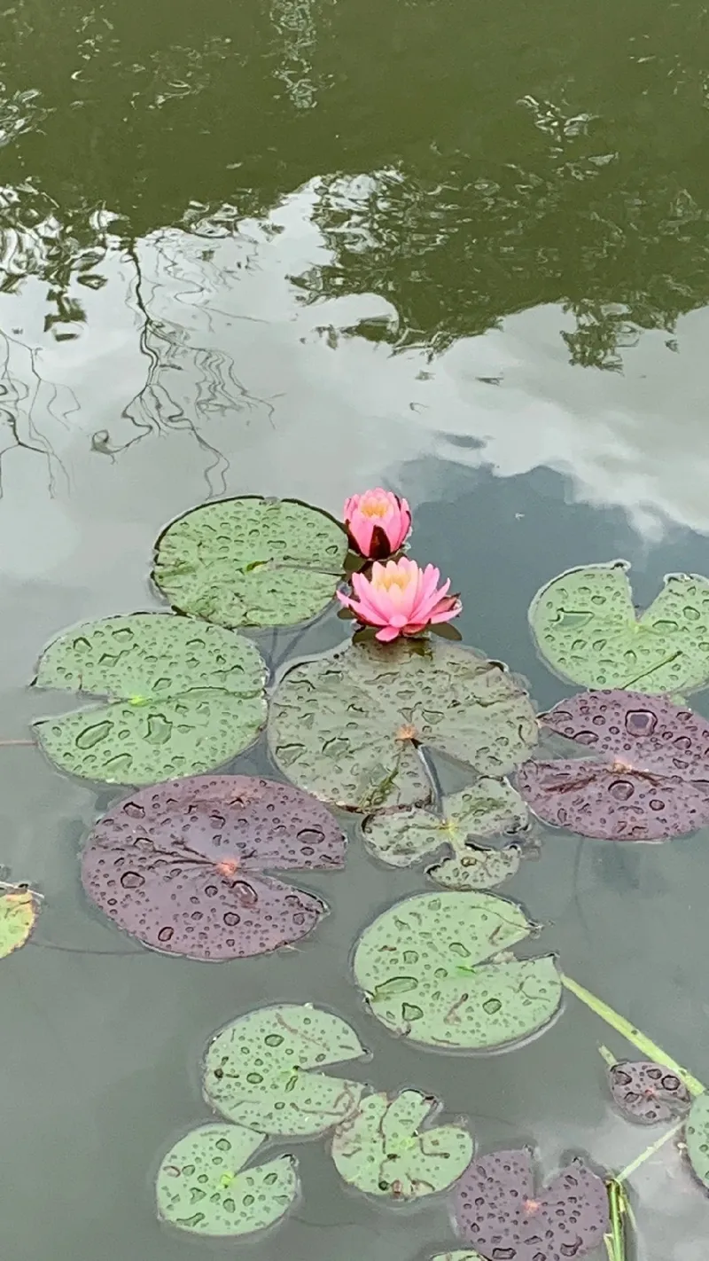 神秘的な癒しの花、ニオイヒツジグサ（匂い未草）の言語と意味