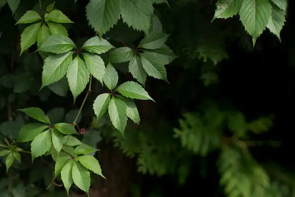 ツタ属 Parthenocissus 花言葉 毒性 よくある質問 Picturethis
