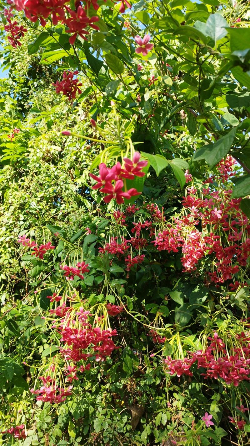 シクンシ（使君子）の花言葉と文化的意味