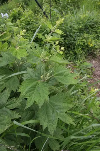 花蓮苧麻 Boehmeria Japonica Var Tenera 照顧 種植 繁殖 開花時間 Picturethis 花蓮苧麻 Boehmeria Japonica Var Tenera 照顧 種植 繁殖 開花時間 Picturethis