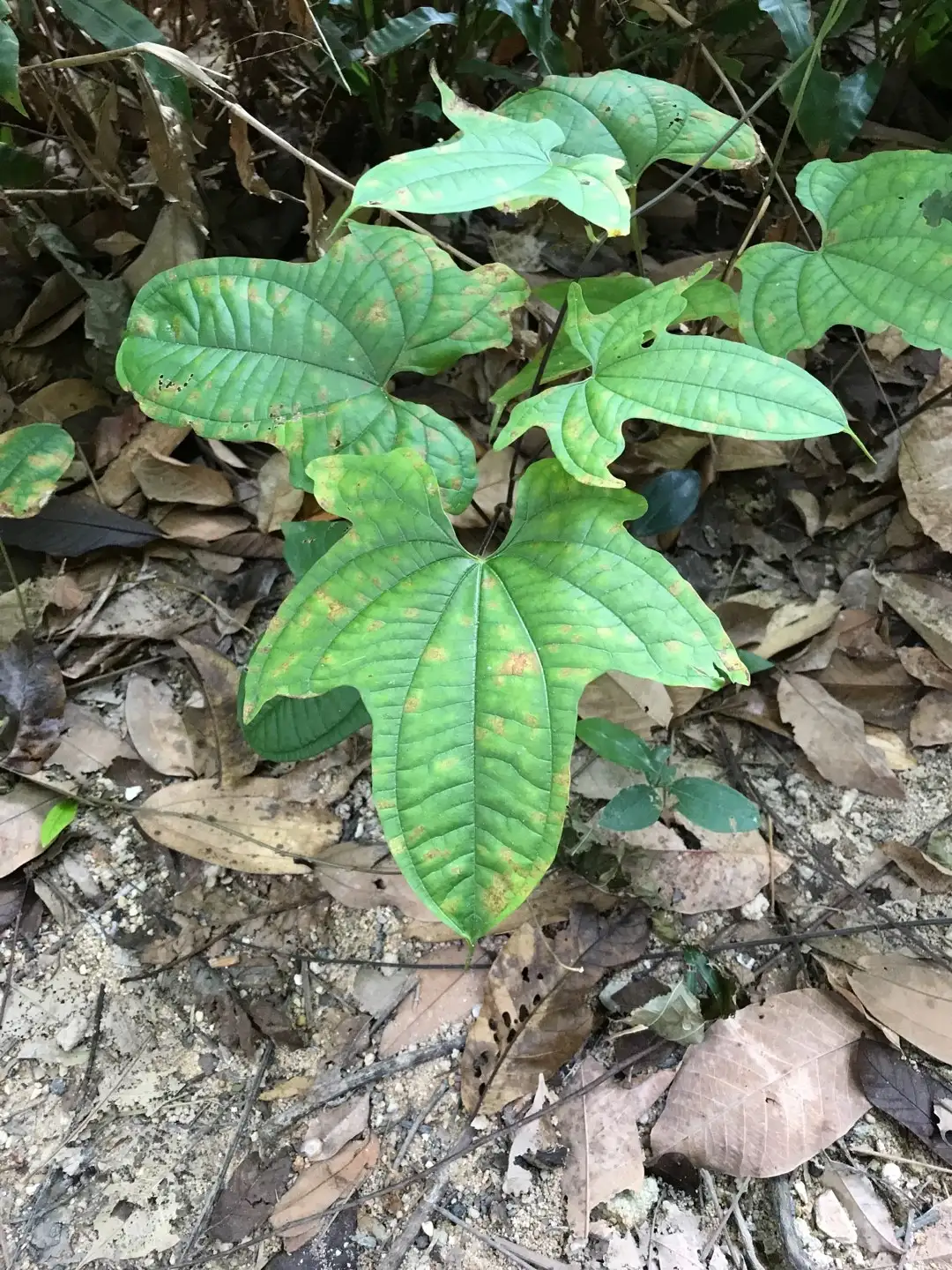 ヤマノイモゾク ヤマノイモ属 Dioscorea 花言葉 毒性 よくある質問 Picturethis