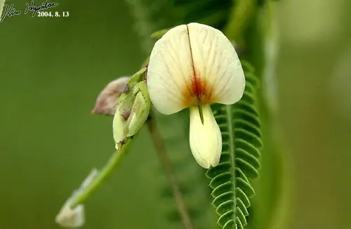 クサネム 草合歓 Aeschynomene Indica 花言葉 毒性 よくある質問 Picturethis