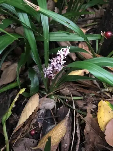 キチジョウソウ属 Reineckea 花言葉 毒性 よくある質問 Picturethis