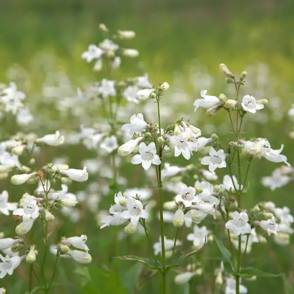 シロツリガネヤナギ 白釣鐘柳 Penstemon Digitalis 花言葉 毒性 よくある質問 Picturethis