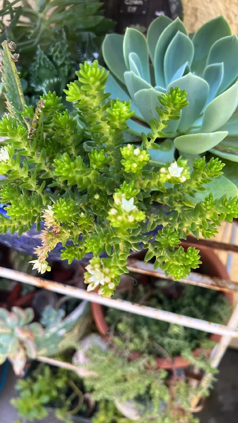 販売済み グリーンペット 多肉の花