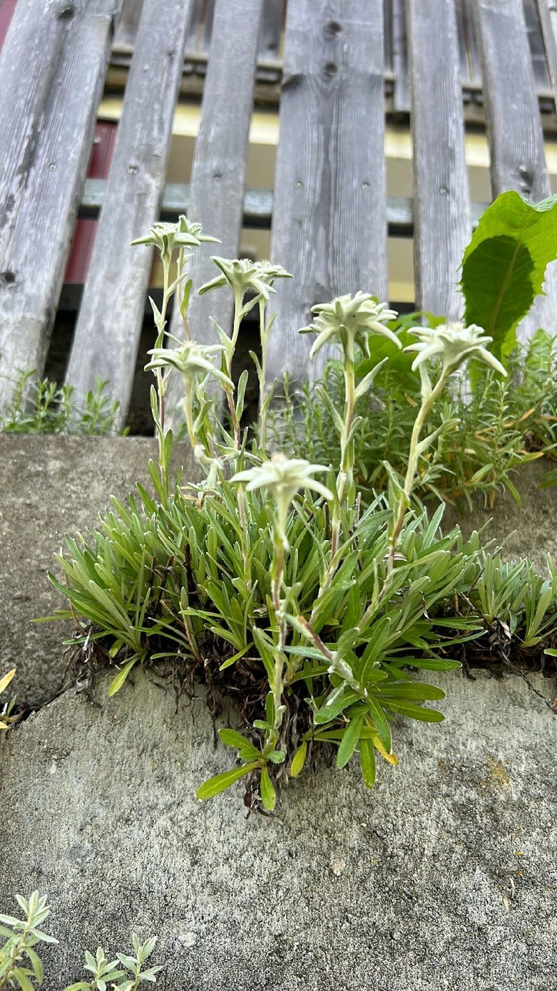 エーデルワイスの花言葉とその文化的意味