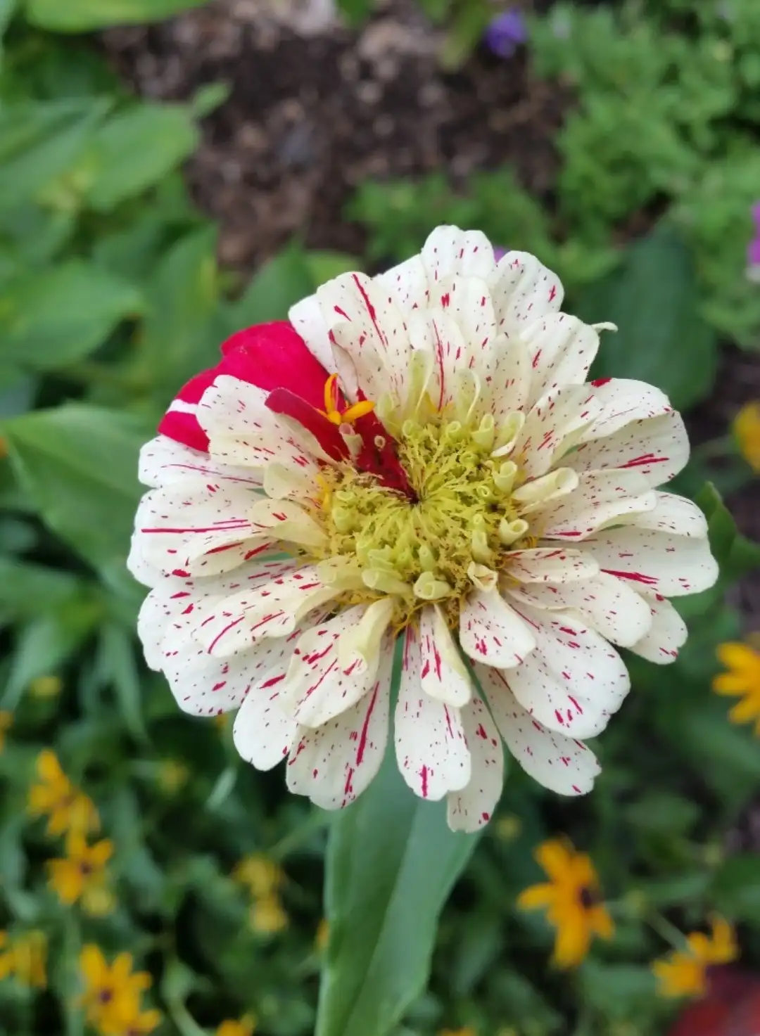 Common Zinnia Pop Art White And Red Zinnia Elegans Pop Art White And Red Flower Leaf Care Uses Picturethis