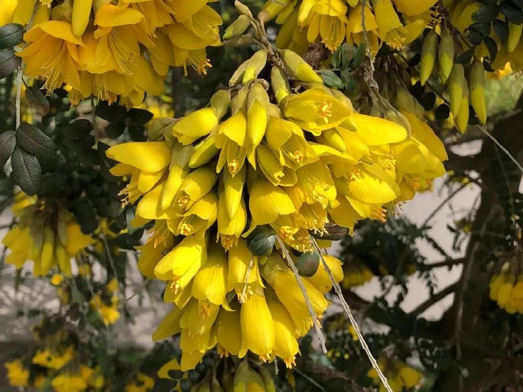 sophora microphylla