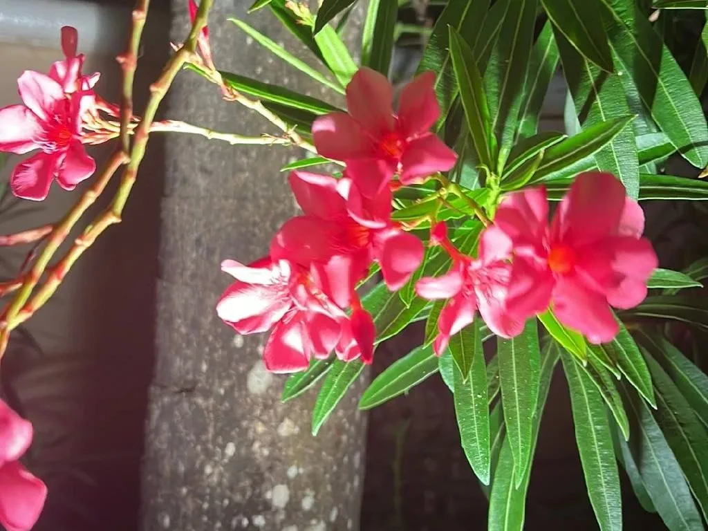 협죽도 (Nerium oleander)이 꽃을 피우지 않는 이유: 해결책 및 관리 팁