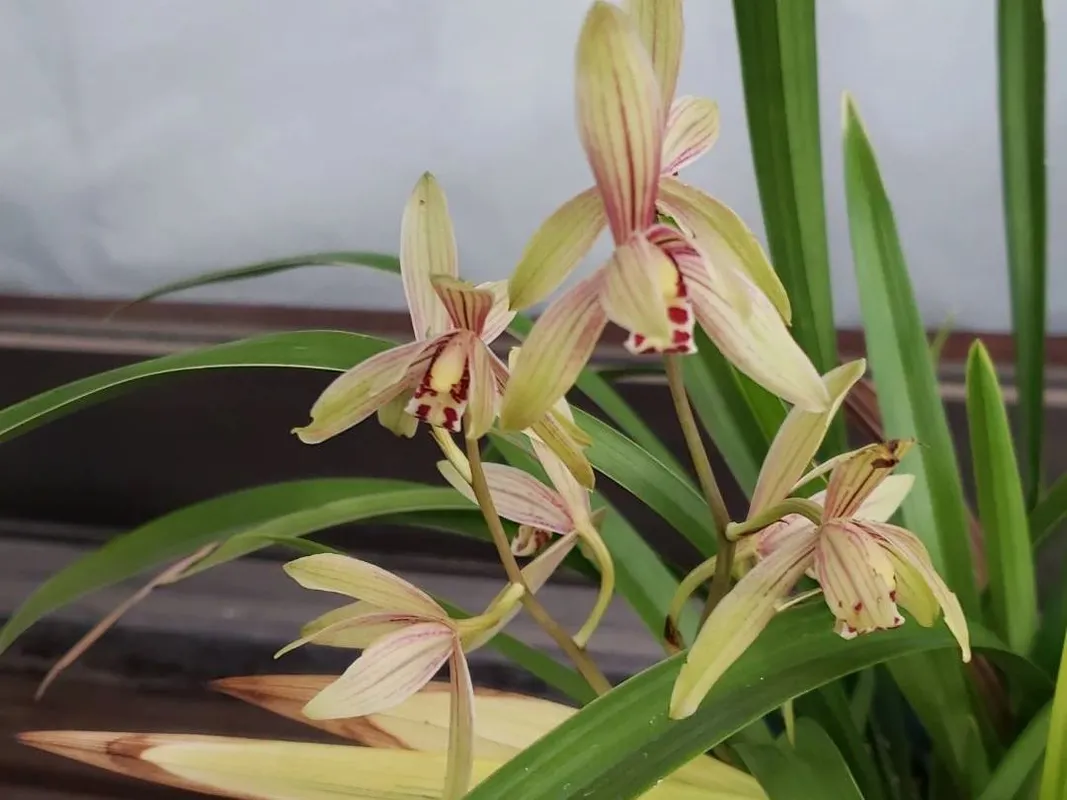 スルガラン（駿河蘭）が開花しない理由：Cymbidium ensifoliumのケアに関する専門的なアドバイス