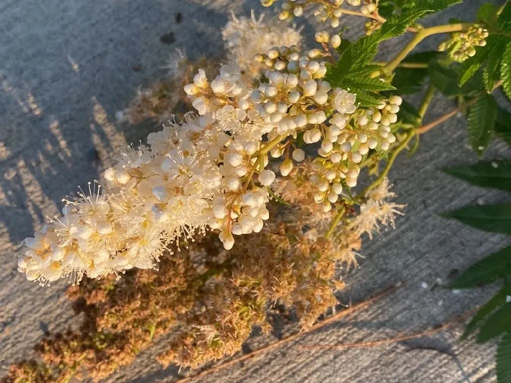 ペットマト 花 が トップ 咲か ない