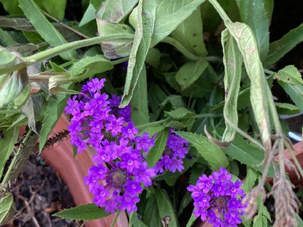 Why Won't My Slender vervain Bloom? Understanding Verbena rigida