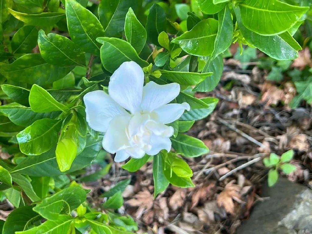 クチナシ が咲かない理由：Gardenia jasminoidesのためのトラブルシューティングのヒント