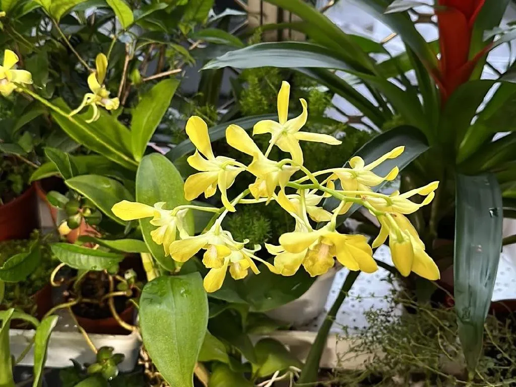 タイミンセッコク（大明石斛）（Dendrobium speciosum）が咲かない理由：トラブルシューティングのヒント