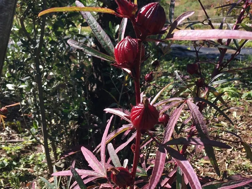 ローゼルが咲かないのはなぜ？Hibiscus sabdariffaの開花問題を理解する