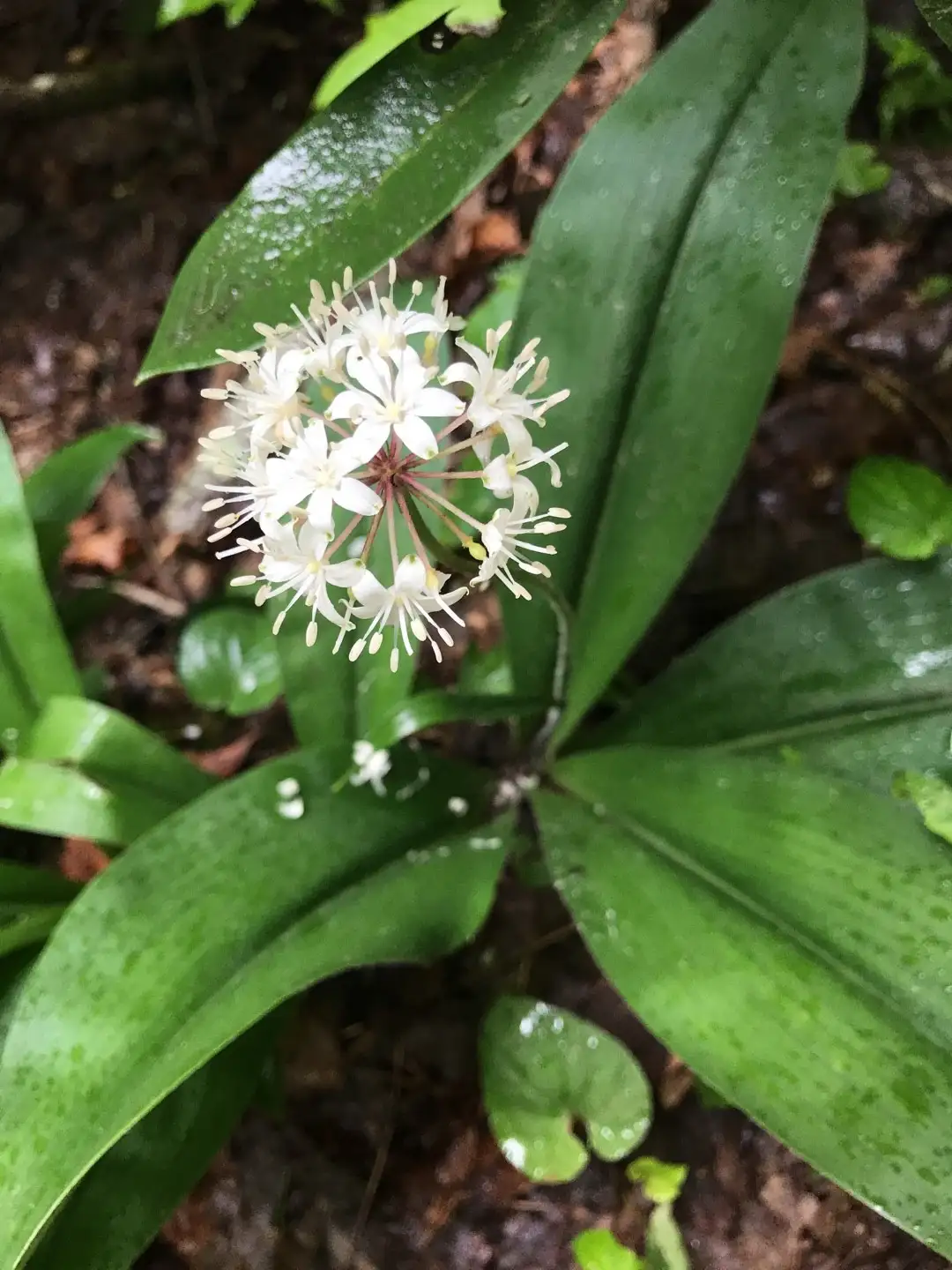 ツバメオモト属 Clintonia 花言葉 毒性 よくある質問 Picturethis ツバメオモト属 Clintonia 花言葉 毒性 よくある質問 Picturethis