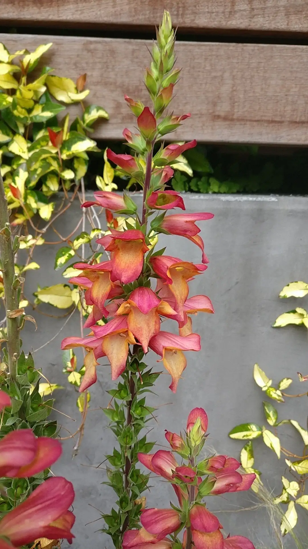 ジギタリス属 Digitalis 花言葉 毒性 よくある質問 Picturethis