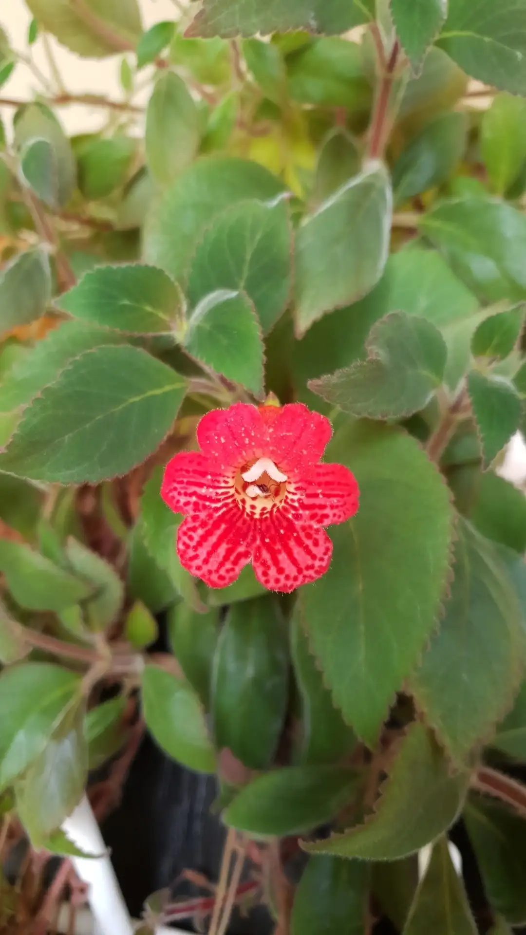 Kohleria Strawberry Fields 花言葉 毒性 よくある質問 Picturethis