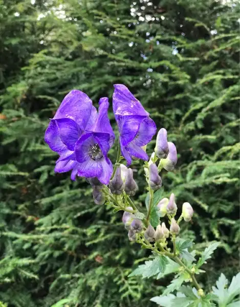 アコニタム バリエガタム Aconitum Variegatum 花言葉 毒性 よくある質問 Picturethis