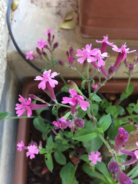 ムシトリナデシコ 虫取り撫子 Silene Armeria 花言葉 毒性 よくある質問 Picturethis ムシトリナデシコ 虫取り撫子 Silene Armeria 花言葉 毒性 よくある質問 Picturethis