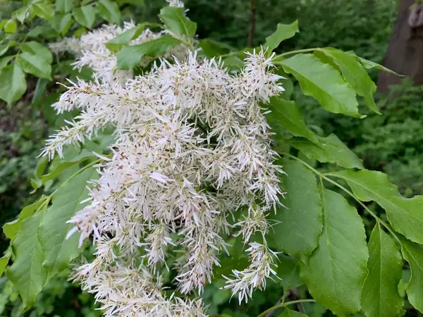 マンナトネリコ Fraxinus Ornus 花言葉 毒性 よくある質問 Picturethis